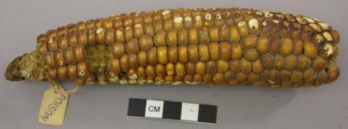 Corn cob