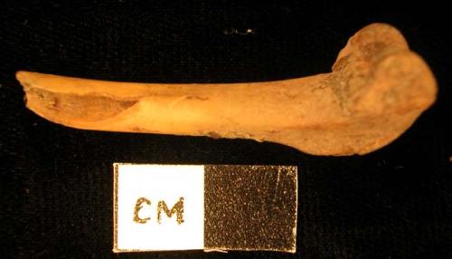 Faunal remain, fragment, distal right femur, Leporid, Sylvilagus?