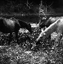 Horses at camp at Topoxte