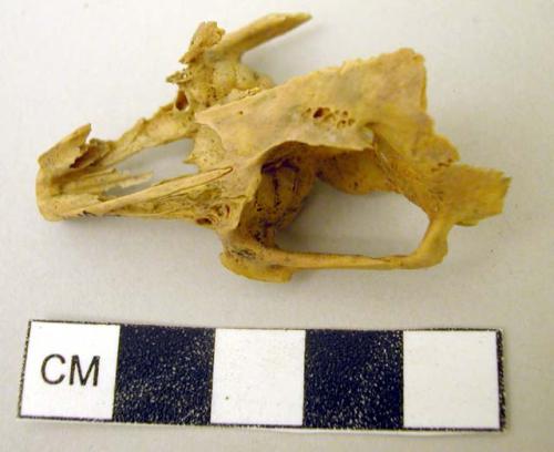 Fragment of skull--cottontail rabbit