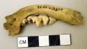 Jaw bone fragment--domestic dog