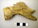 Jaw bone fragment: mountain sheep