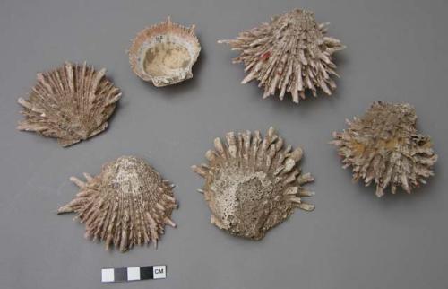 Shells, Spondylus Calcifer