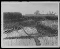 Aerial view of agriculture