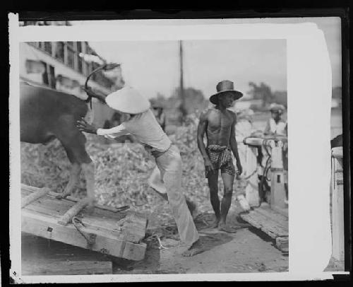 Man tending to animal