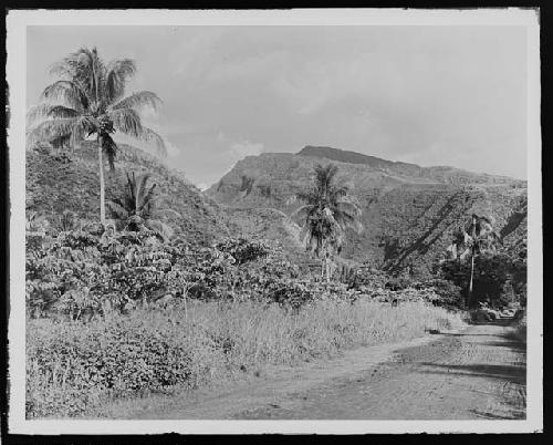 Road in jungle