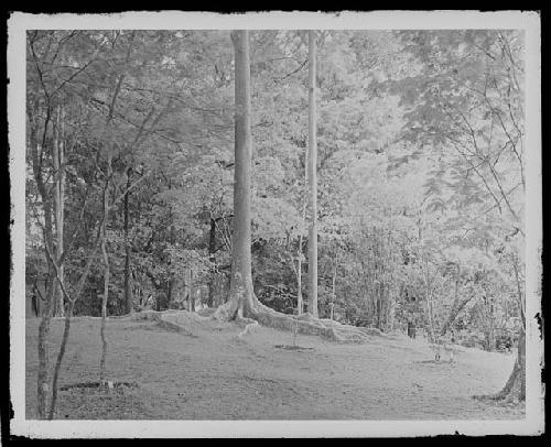 Road in jungle setting