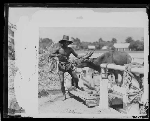 Man tending to animal