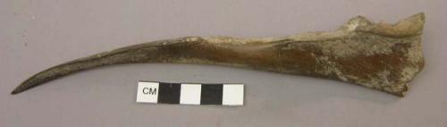 Bone dagger; Right ulna of large mammal