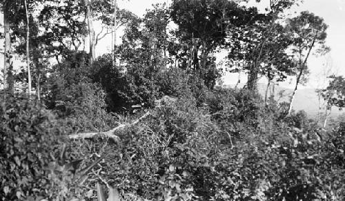 Hilltop behind hospital where stelae T and U were found