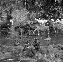 Masai boys watering cattle