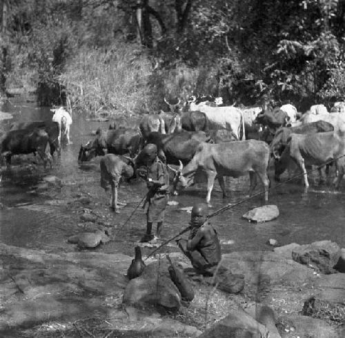 Masai boys watering cattle