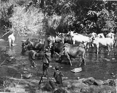 Masai boys watering cattle in stream near camp, Elgoni