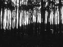 Men and women in woods excavating site