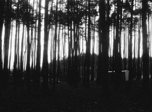 Men and women in woods excavating site