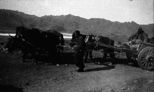 Oxen and horses pulling carts