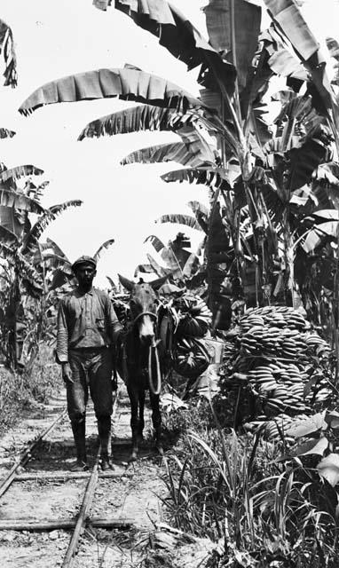 Pack mule unloading fruit at tram-line