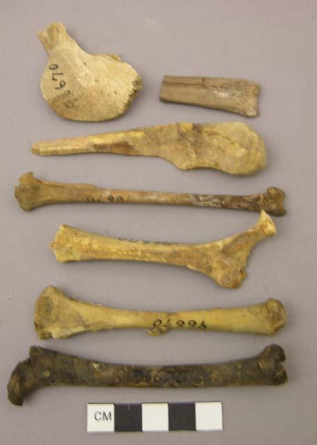 Organic, bones, faunal remains