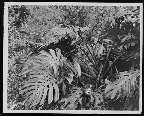 General jungle landscape view