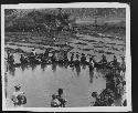 People working in water in agricultural setting