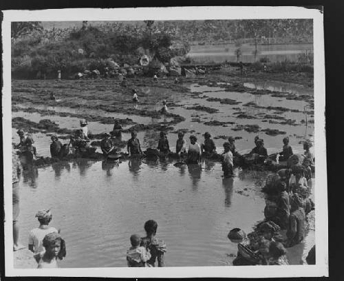 People working in water in agricultural setting