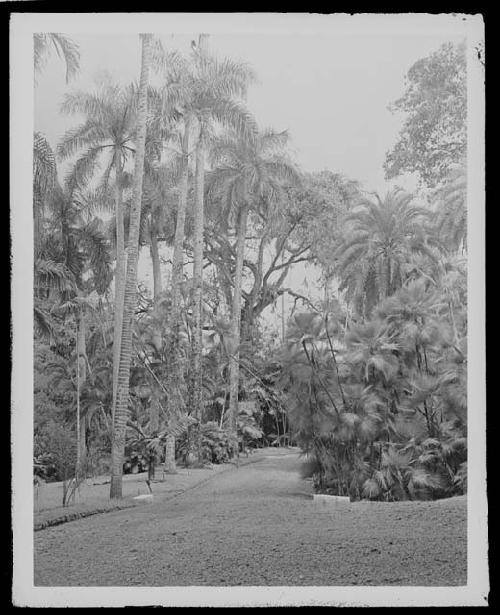 Road in jungle setting