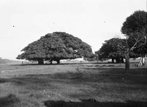 Hacienda Colima