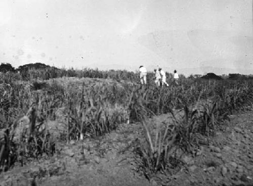 Hacienda Colima