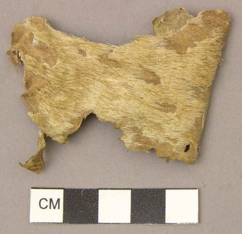 Fragment of deer skin