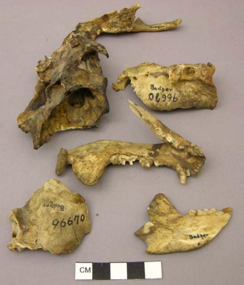 Organic, bones, Berlandier's Badger (Taxidea americana berlandieri)