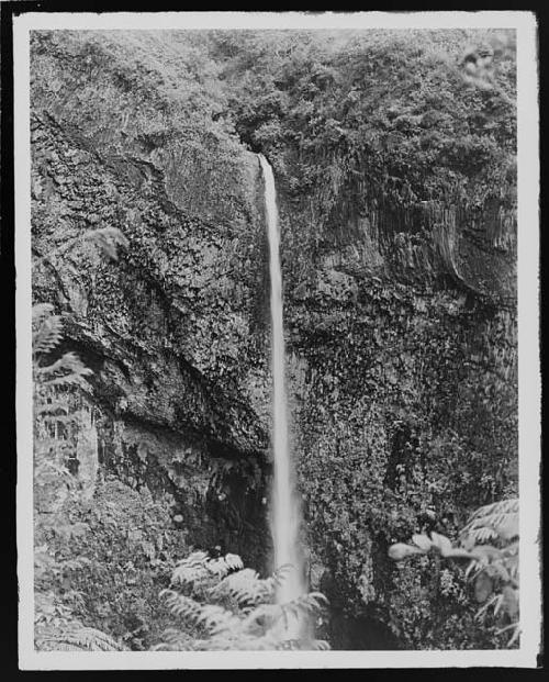 Water in jungle landscape