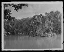 Trees surrounded by water