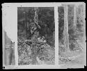 Boy climbing tree