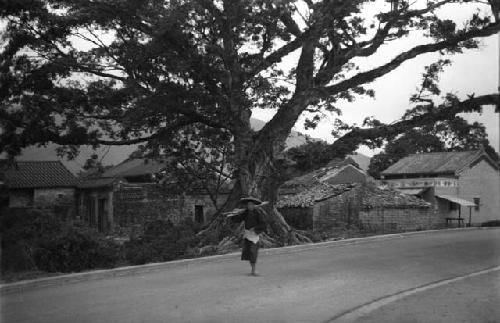 Old banyan