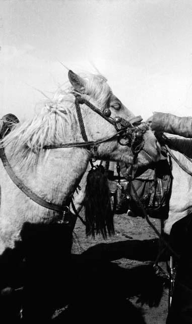 Bridled head of charger of Chingghis