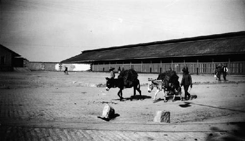 Pack animals carrying loads and man walking through street