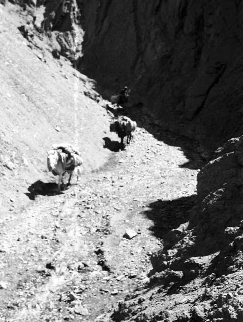 Depsang Plains, descending from; several loaded horses