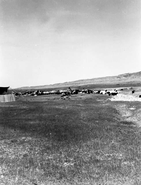 Bakhtiari sheep and goats near Gotwand