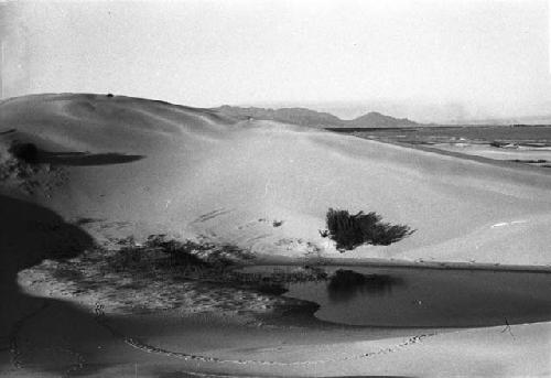 Pond in sand dunes, with brush nearby