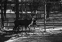 Stag in pen, child behind fence looking at him