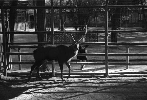 Stag in pen, child behind fence looking at him