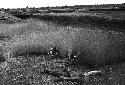 Landscape, people harvesting grain in foreground