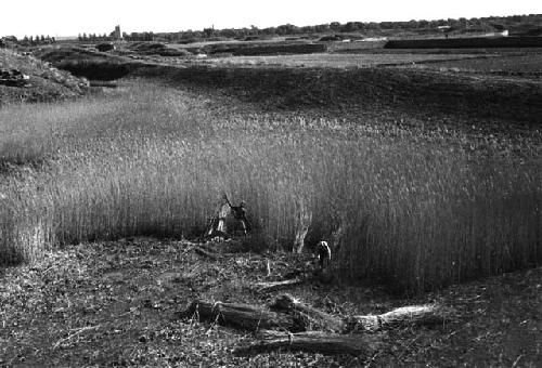 Landscape, people harvesting grain in foreground