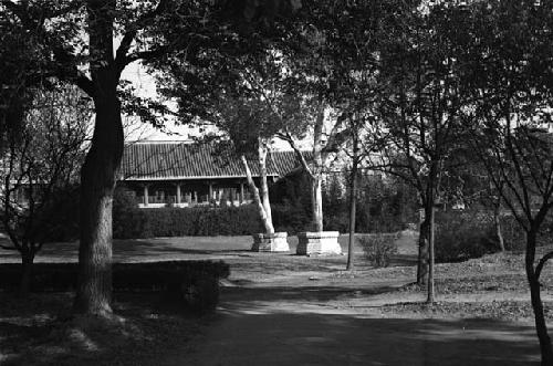 Trees (two with planters built around them) and hedges in front of building