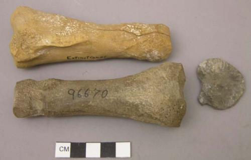 Organic, bones, basal phalanges of an extinct camel (Procamelus sp.)