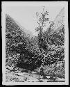 Man in jungle landscape