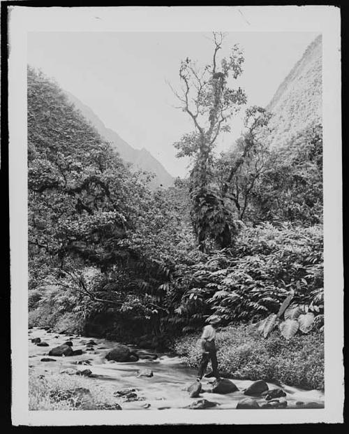 Man in jungle landscape