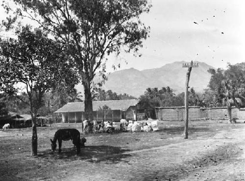 Broad view of Plaza Guyabao, with animals and electric wires