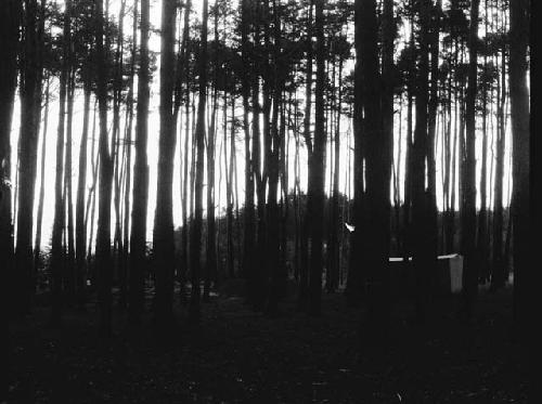 Men and women in woods excavating site