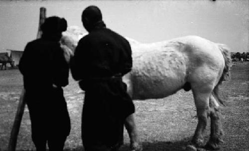 Arash approaching holy horse